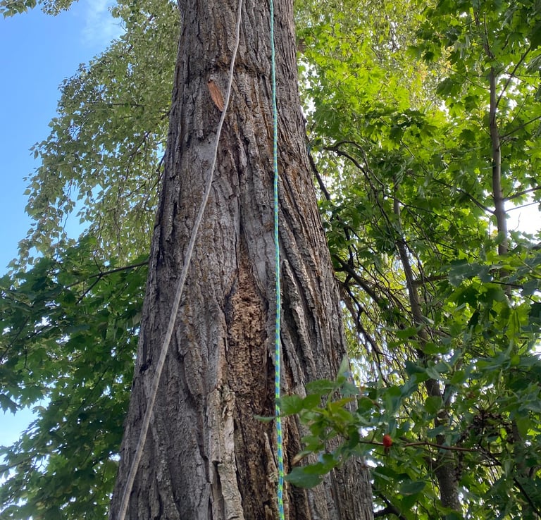 large cottonwood tree arborist