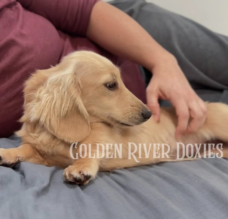 light cream longhaired dachshund puppy 