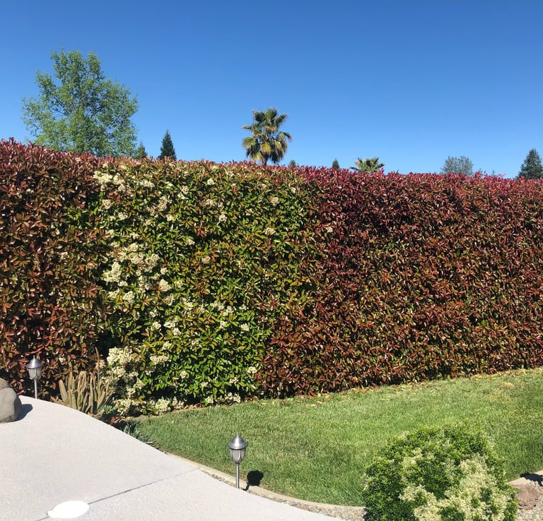 large bushes in manicured lawn