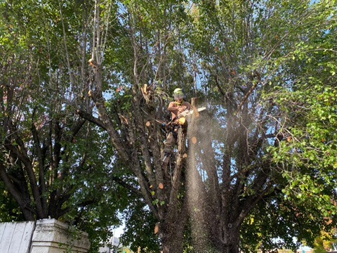 arborist in tree using chainsaw to cut branch with chips flying