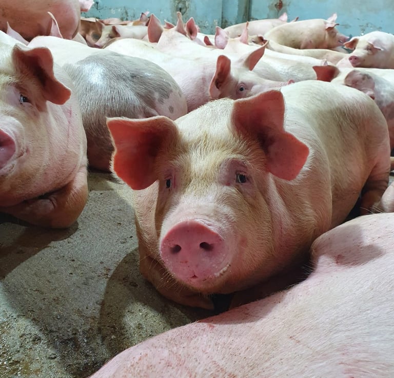 ante mortem de suínos