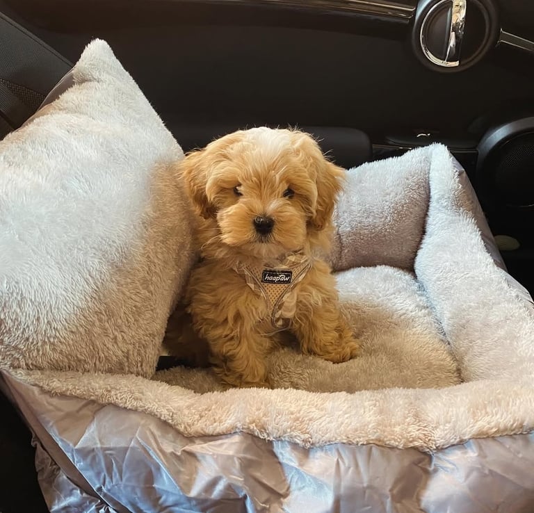 Maltipoo Puppies for Sale