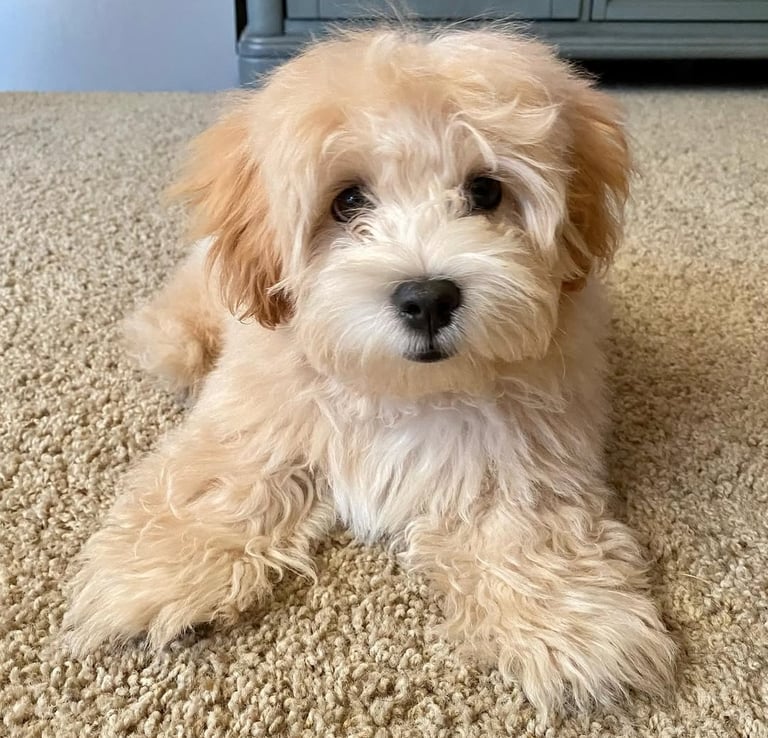 Maltipoo Puppies for Sale
