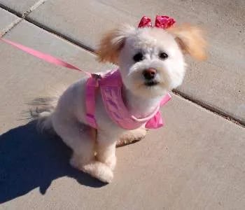 cream-apricot-maltipoo