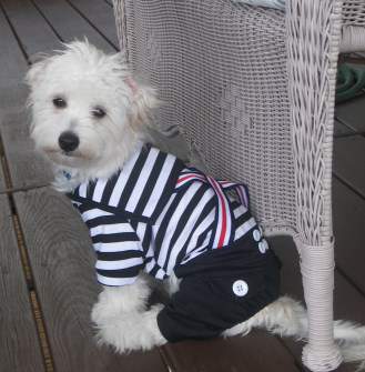 white maltipoo wearing black and white t shirt and black jeans