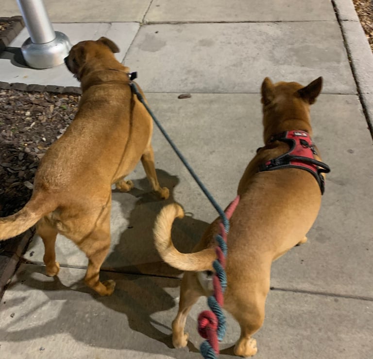 two cute dogs on leash walking on sidewalk at night