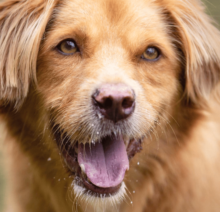 Cachorro peludo brincando, na ONG Instituto Caramelo
