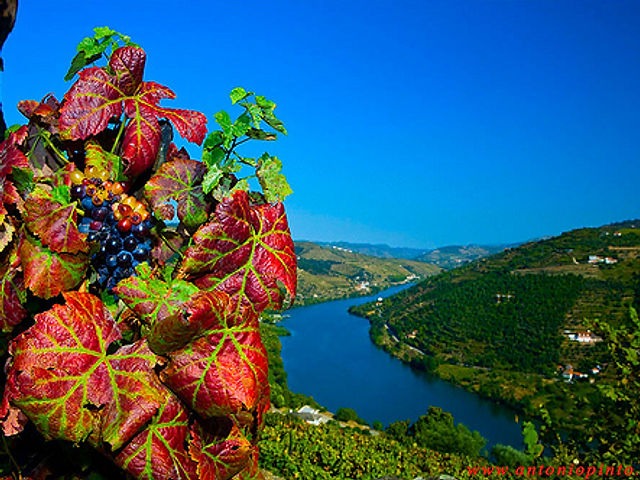 a bunch of grapes and grapes on a hill