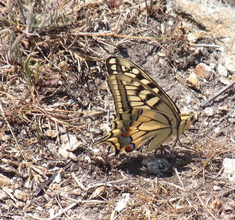 Machaon, papillon de jour sur un site d'étude