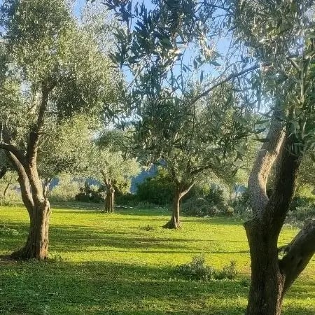 Livadă tradițională de măslini în regiunea Epirus, Grecia. Peisaj natural însorit, sursa uleiului de măsline OLOI.