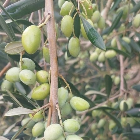 Ramură cu măsline verzi soi Lianolia în livada OLOI din Grecia, pregătite pentru presare la rece.