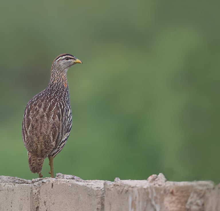 Francolin | Birding Adventures Gambia