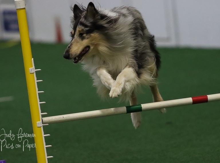 Rough Collie Agility, Blue Merle, Blue Indian Corn