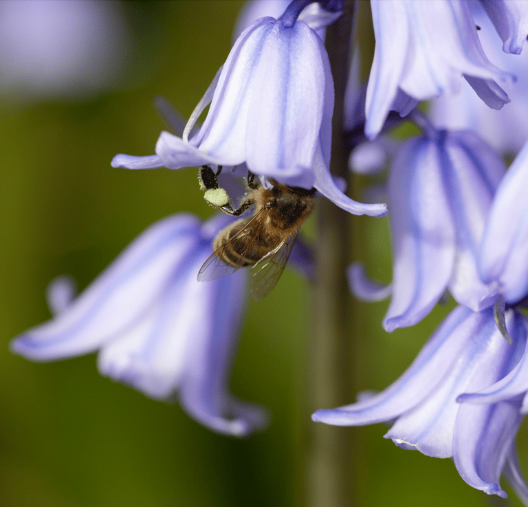 honey bee with pollen on a bluebell flower