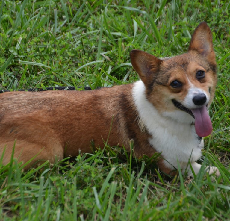 corgi from shady acres kennel