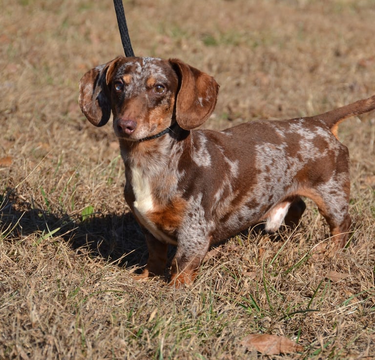 merle dachsund breeder in missouri