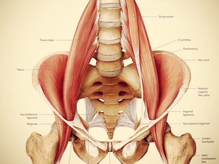 anatomy of the human bodys trauma muscle ilias psoas fight or flight muscle muscle of the soul