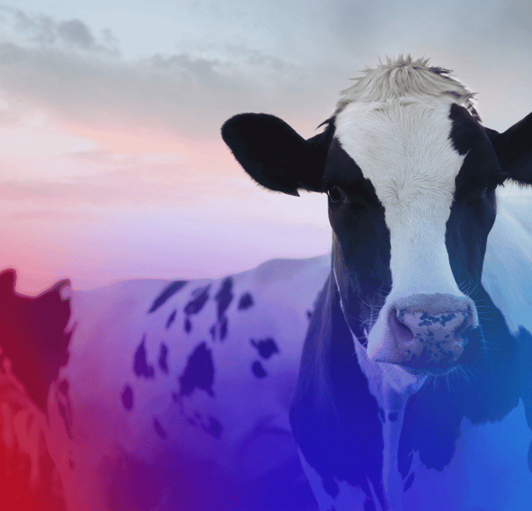 Exames para animais de produção.