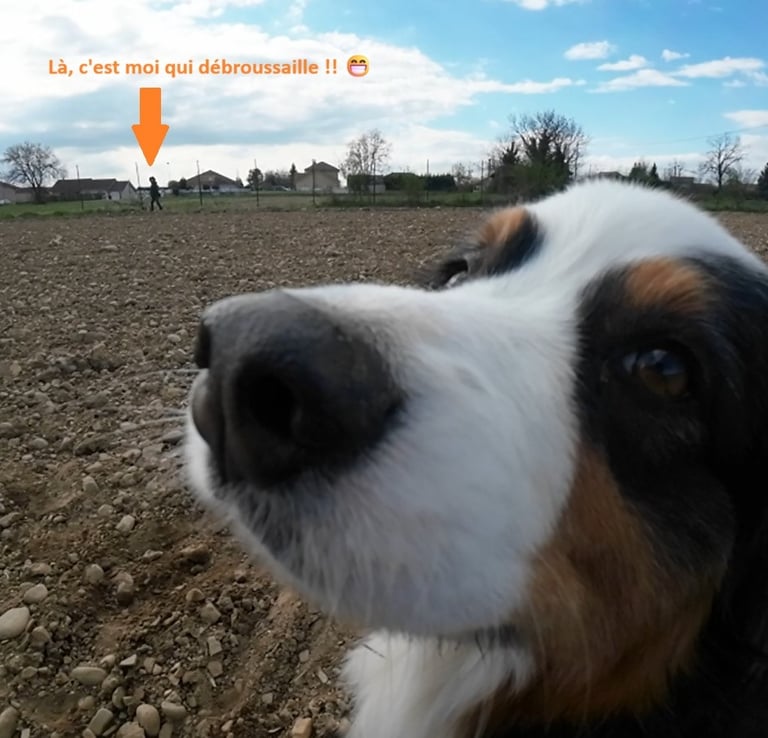 Close-up of an Australian Shepherd dog in a field with a person brushcutting in the distance.