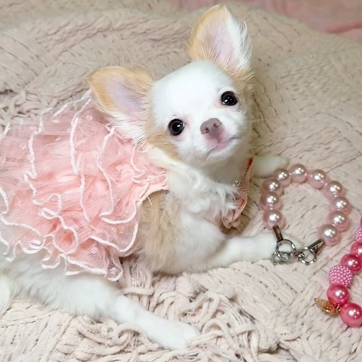 Petite Pups | Luxury Chihuahua Puppies For Sale in New York | PetitePups.com