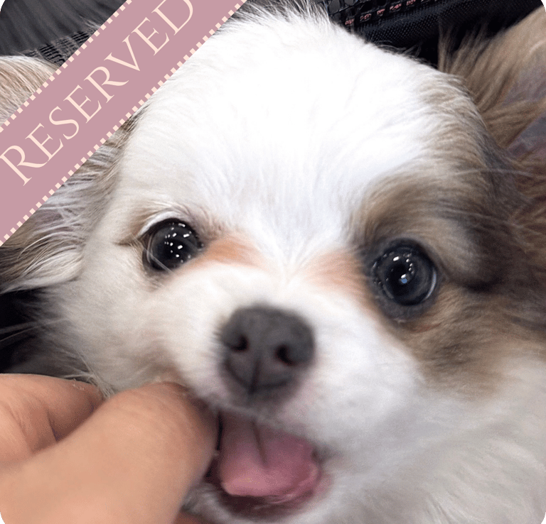 Premium Teacup Chihuahua Puppies For Sale in New York | Petite Pups