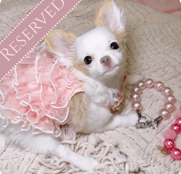 Premium Teacup Chihuahua Puppies For Sale | Petite Pups