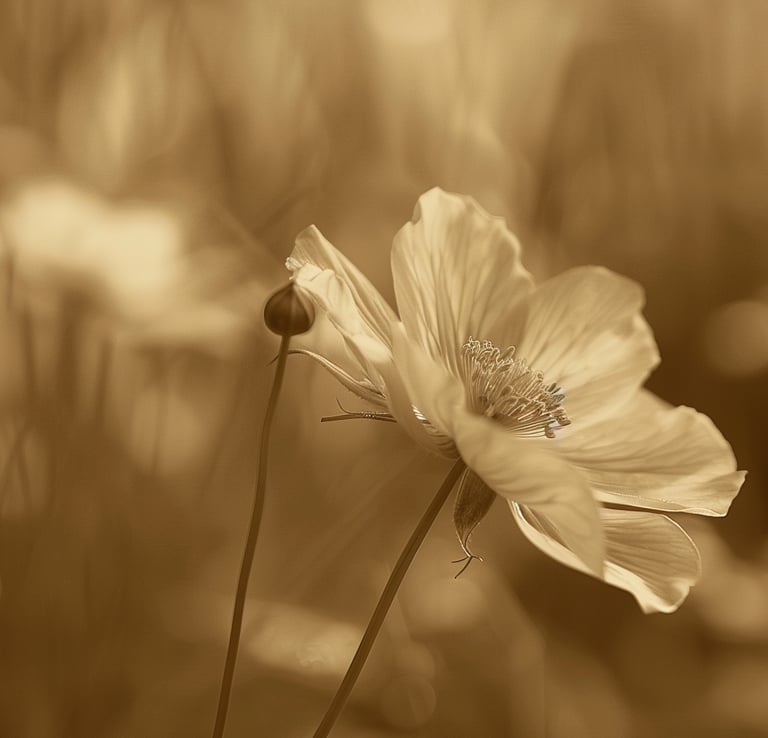 Sepia images closeup of a single flower with blurred background