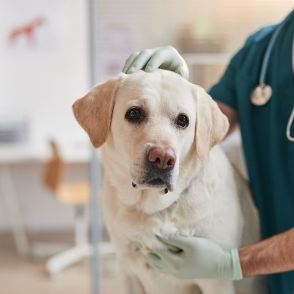 male-vet-examining-yellow-lab-600x600