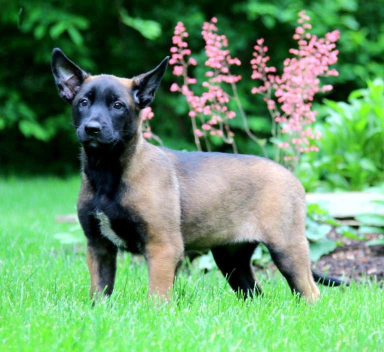 Belgian Malinois Puppies for Sale