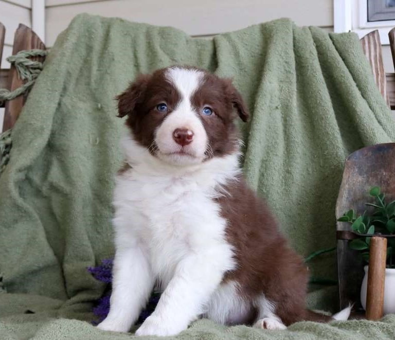 Border Collie Puppies for Sale
