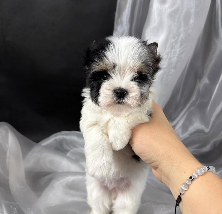 Yorkie Puppies for Sale Now