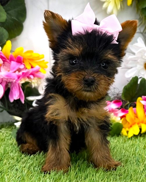 Cute Yorkie Puppies for Sale
