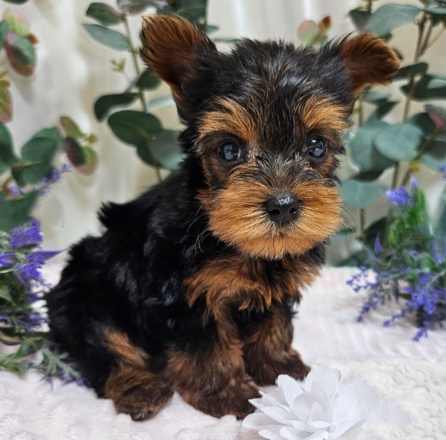 Purebred Yorkie Puppies Available