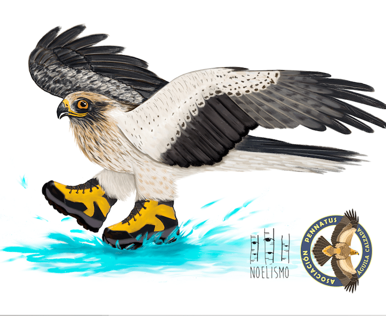 Aguila calzada Asociacion Pennatus