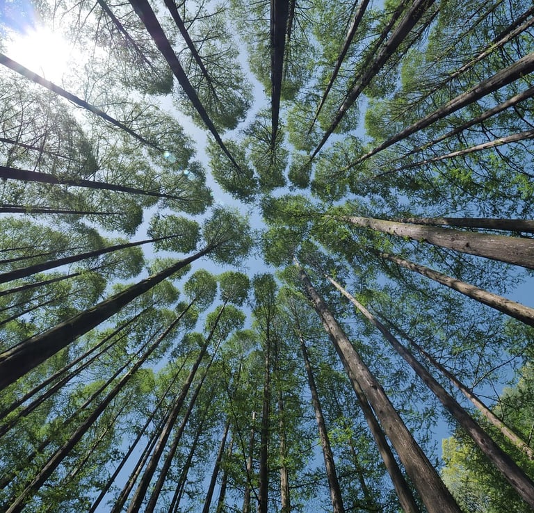 bosque árboles