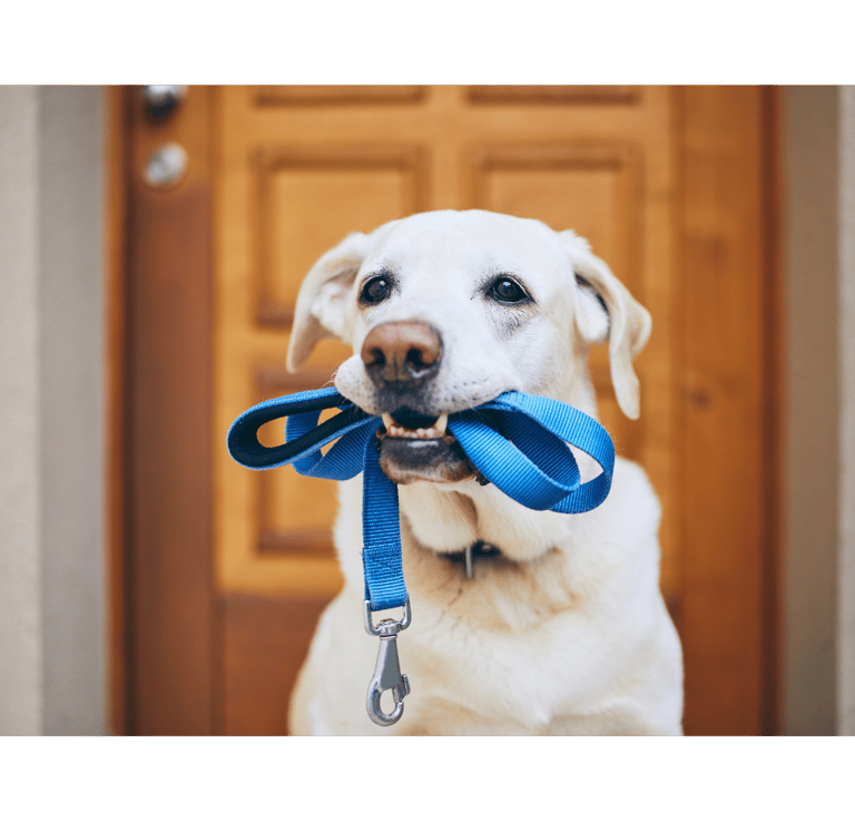 A yellow Labrador retriever sits by a front door holding a blue nylon dog leash in its mouth.
