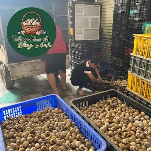 Nguồn sỉ trứng chim cút bóc sẵn tại Đông Anh, Hà Nội tươi mới mỗi ngày, to đều, giá tận gốc