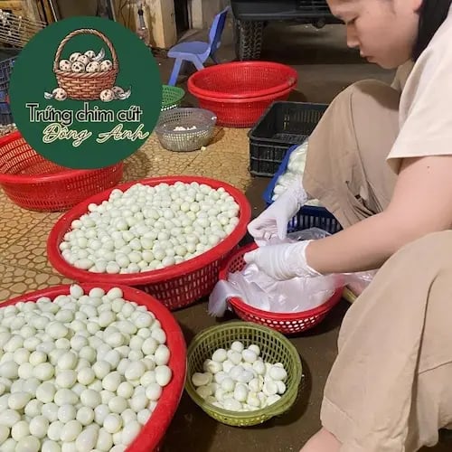 Nguồn sỉ trứng chim cút bóc sẵn tại Đông Anh, Hà Nội tươi mới mỗi ngày, to đều, giá tận gốc