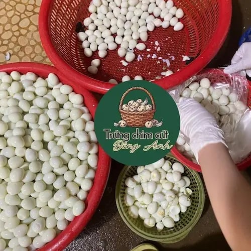nguon si trung chim cut boc san Dong Anh sach se tuoi moi moi ngay to deu