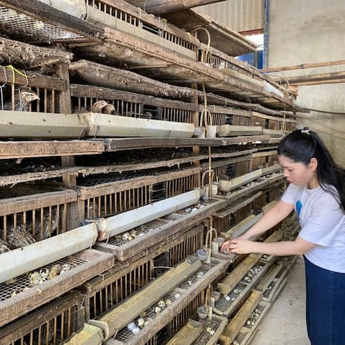 trứng chim cút bóc sẵn Đông Anh, sach sẽ, to đều, tươi mới mỗi ngày