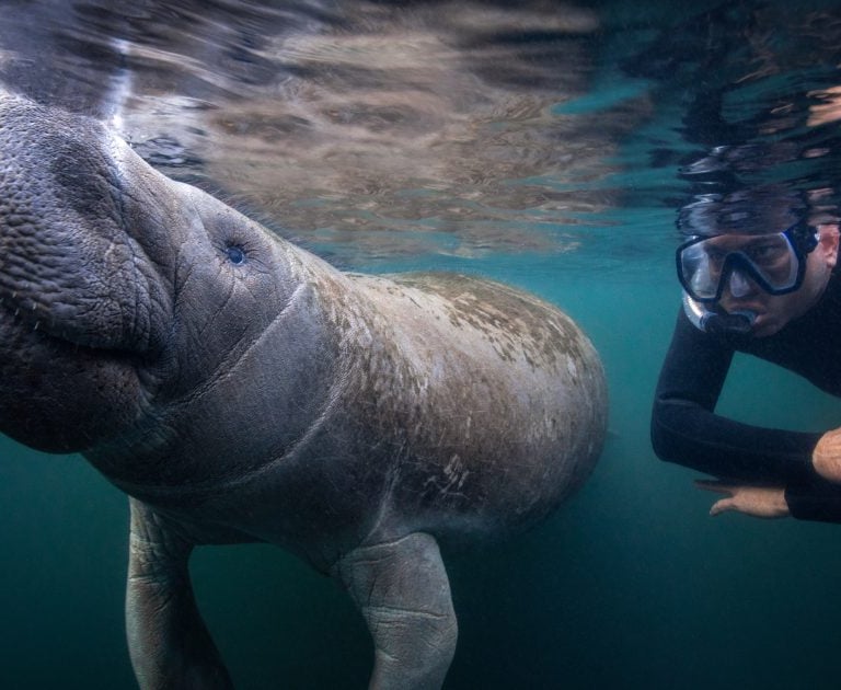 diver swimming near manatee