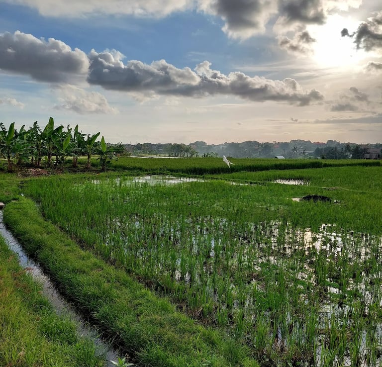 arrozal Bali Canggu Utara 2026
