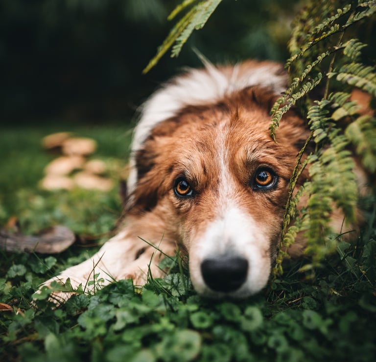 Border collie a földön fekszik a növények között
