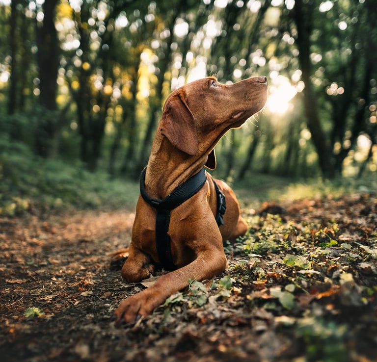 Vizsla a fotózásán a Napba néz