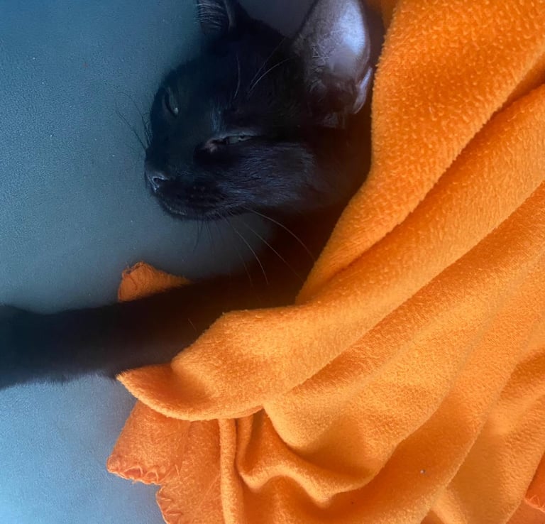 La Casita Tricolor Adoptados