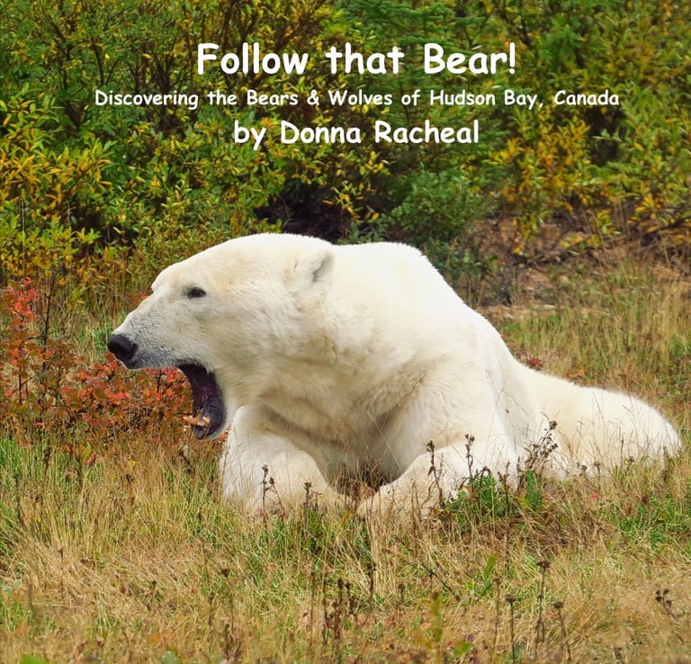 A polar bear yawning in the wild of Hudson Bay, Canada, featured on the book cover of Follow that Bear.