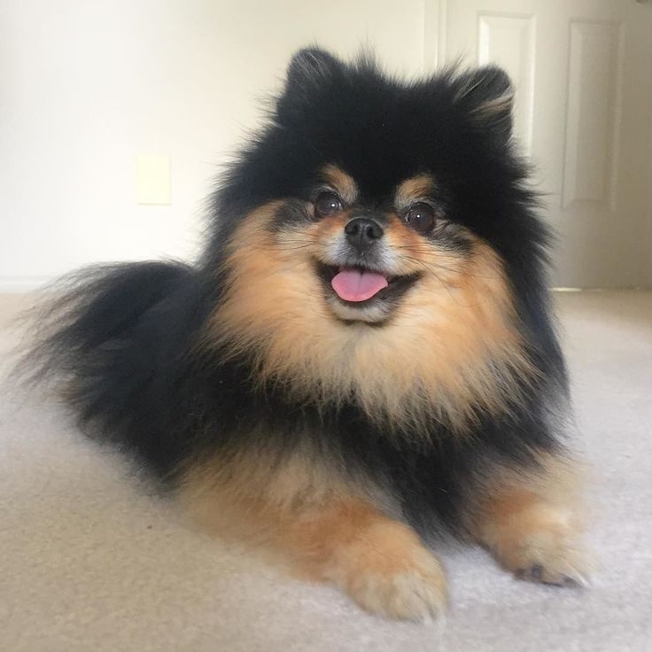 venta de cachorro pomerania en argentina