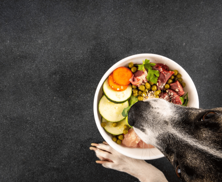 Hund sitzt vor seinem Napf