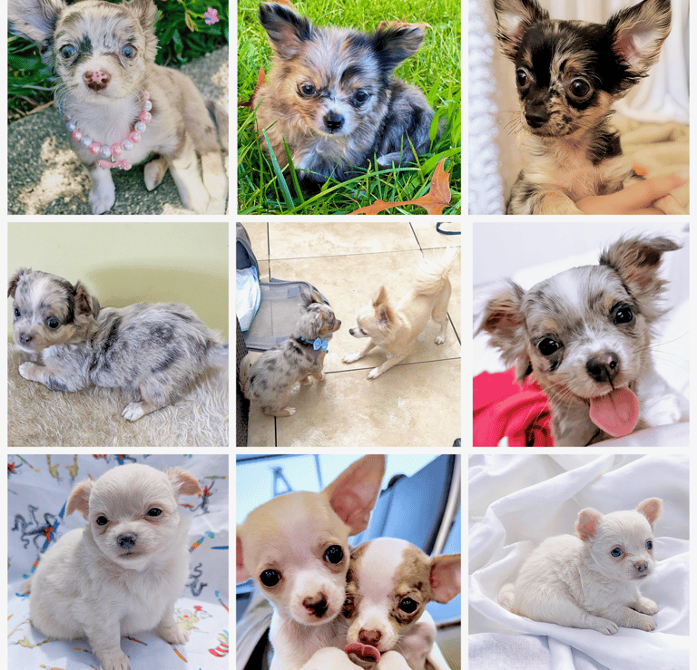 Petite Pups - Past Chihuahua Puppies - 5 Star Customer Reviews!