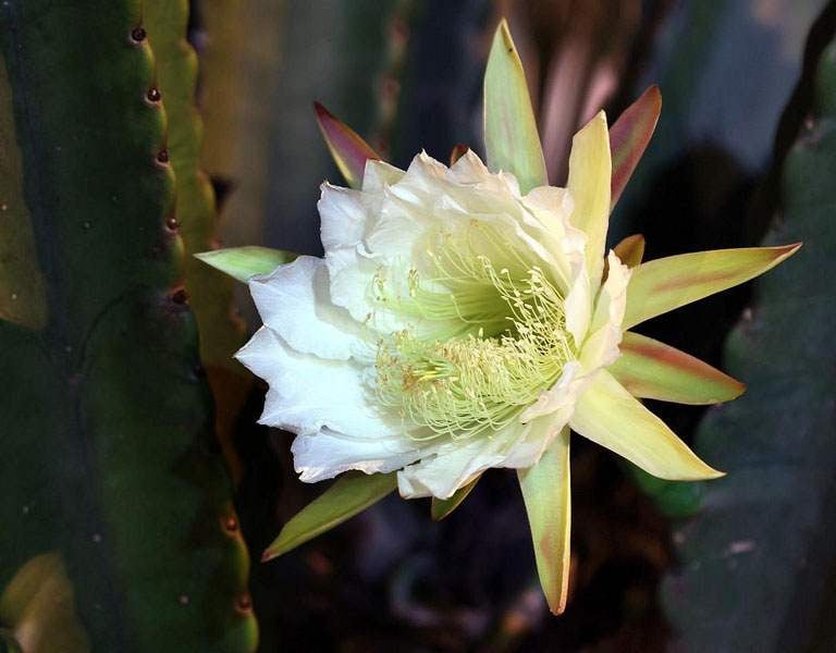 Cereus jamacaru cactus flowering in the darkness